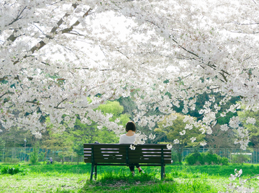 From  Philippines to Japan: A Journey of Holy Week and Cherry Blossoms