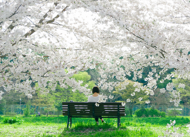 From  Philippines to Japan: A Journey of Holy Week and Cherry Blossoms