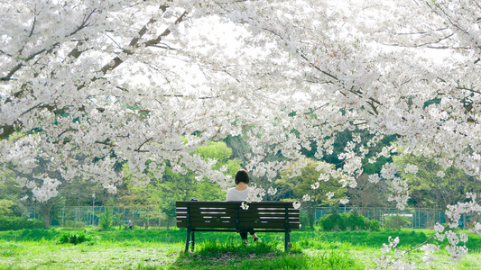 From  Philippines to Japan: A Journey of Holy Week and Cherry Blossoms