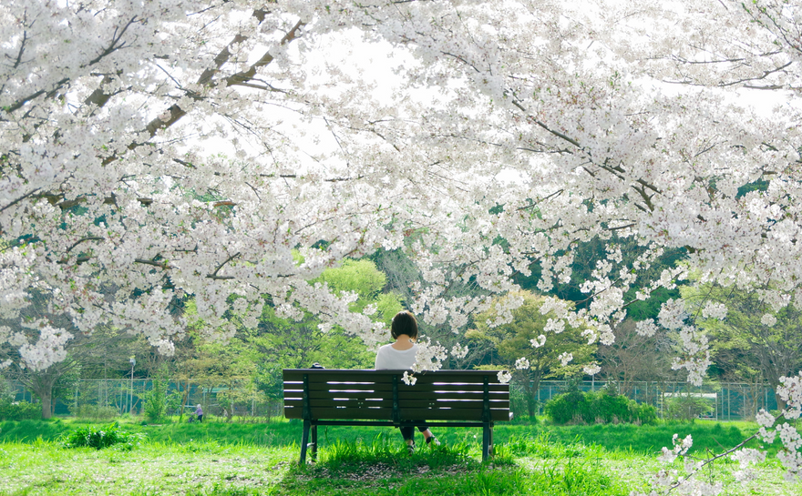 From  Philippines to Japan: A Journey of Holy Week and Cherry Blossoms