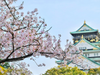 Spring in Osaka, Japan 2023