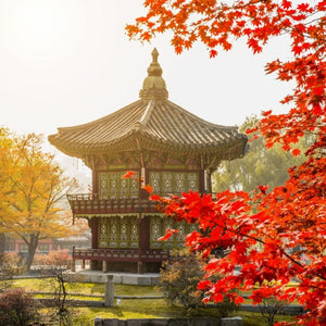 6D4N | Delightful Korea (Autumn Season) | OCTOBER - NOVEMBER 2025
