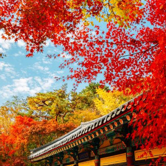6D4N | Delightful Korea (Autumn Season) | NOVEMBER - DECEMBER 2025