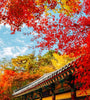 6D4N | Delightful Korea (Autumn Season) | NOVEMBER - DECEMBER 2025